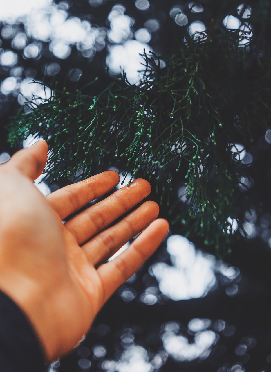 hand palm bokeh free photo