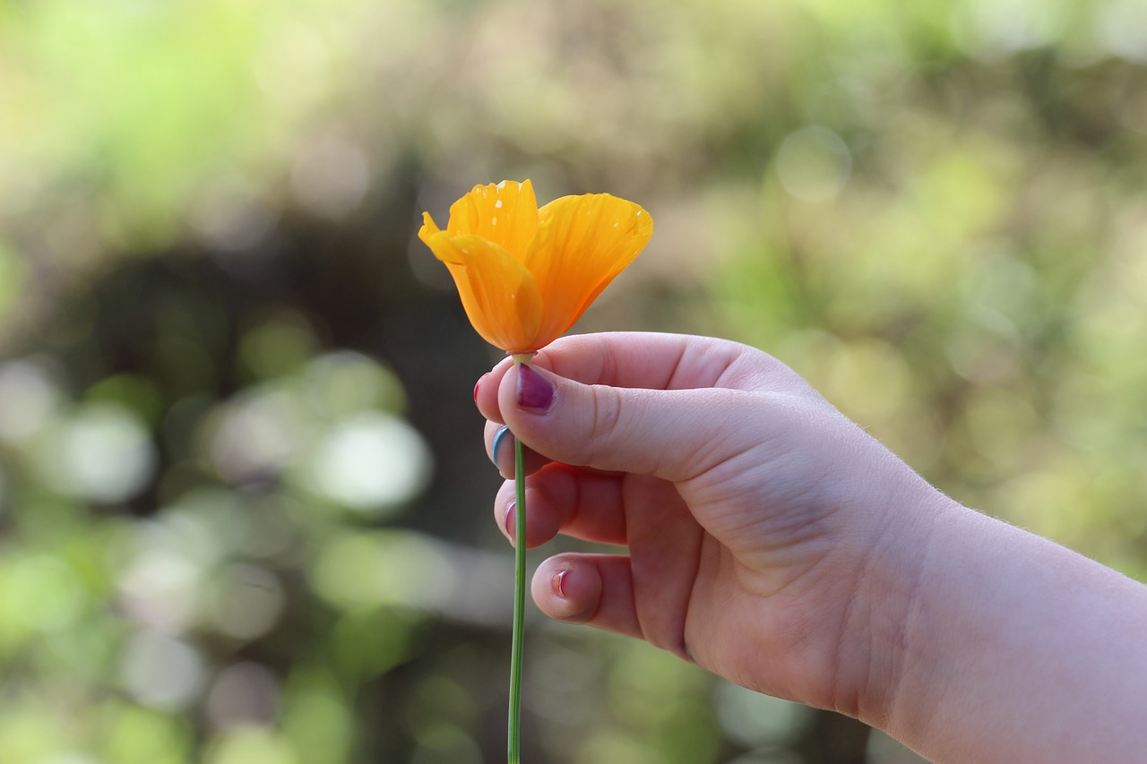 hand flower yellow free photo