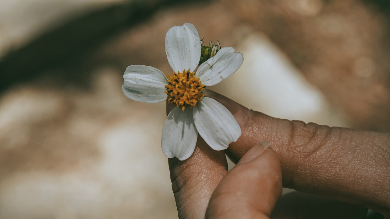 hand flower petal free photo