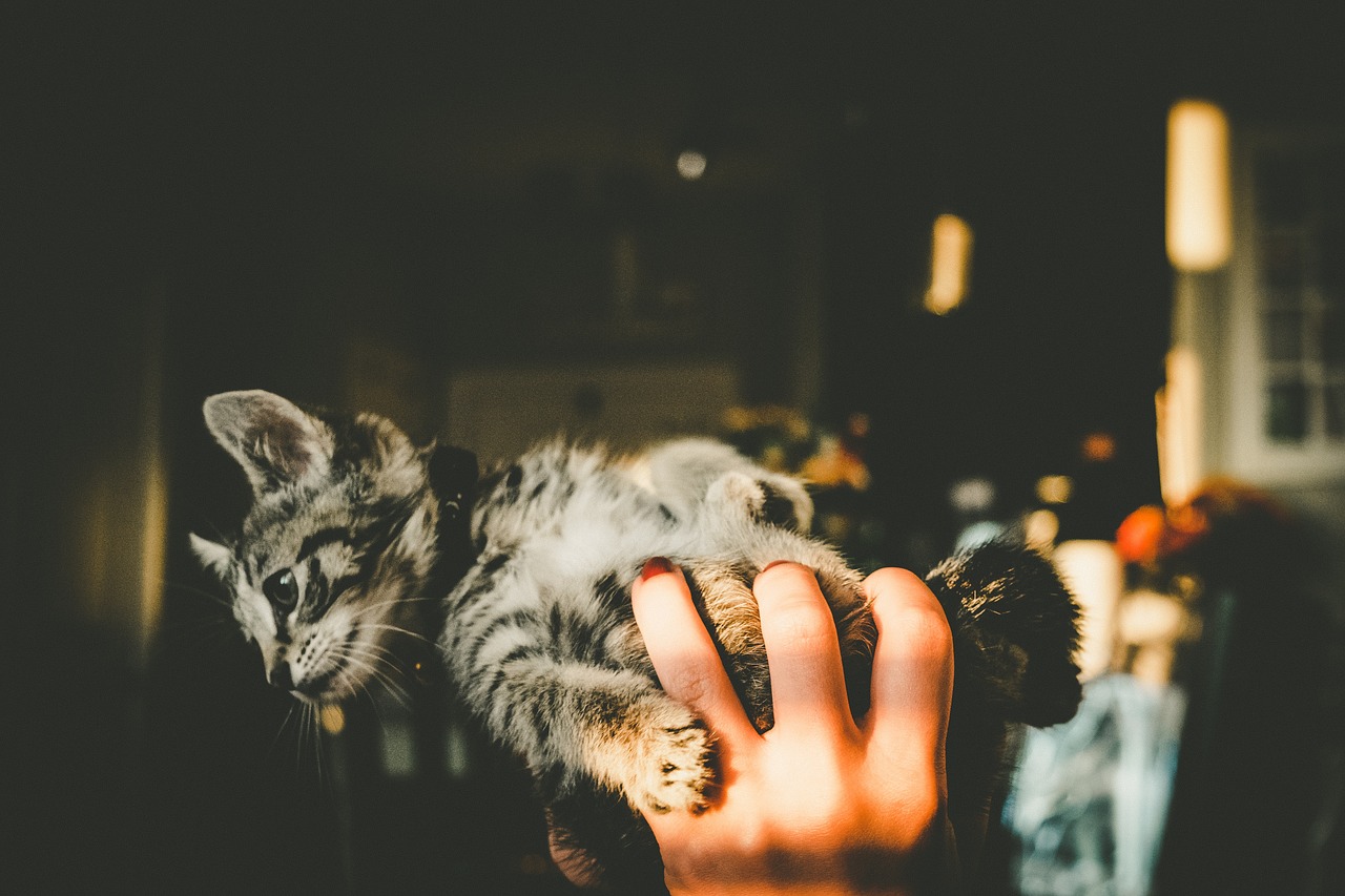 hand house kitten free photo