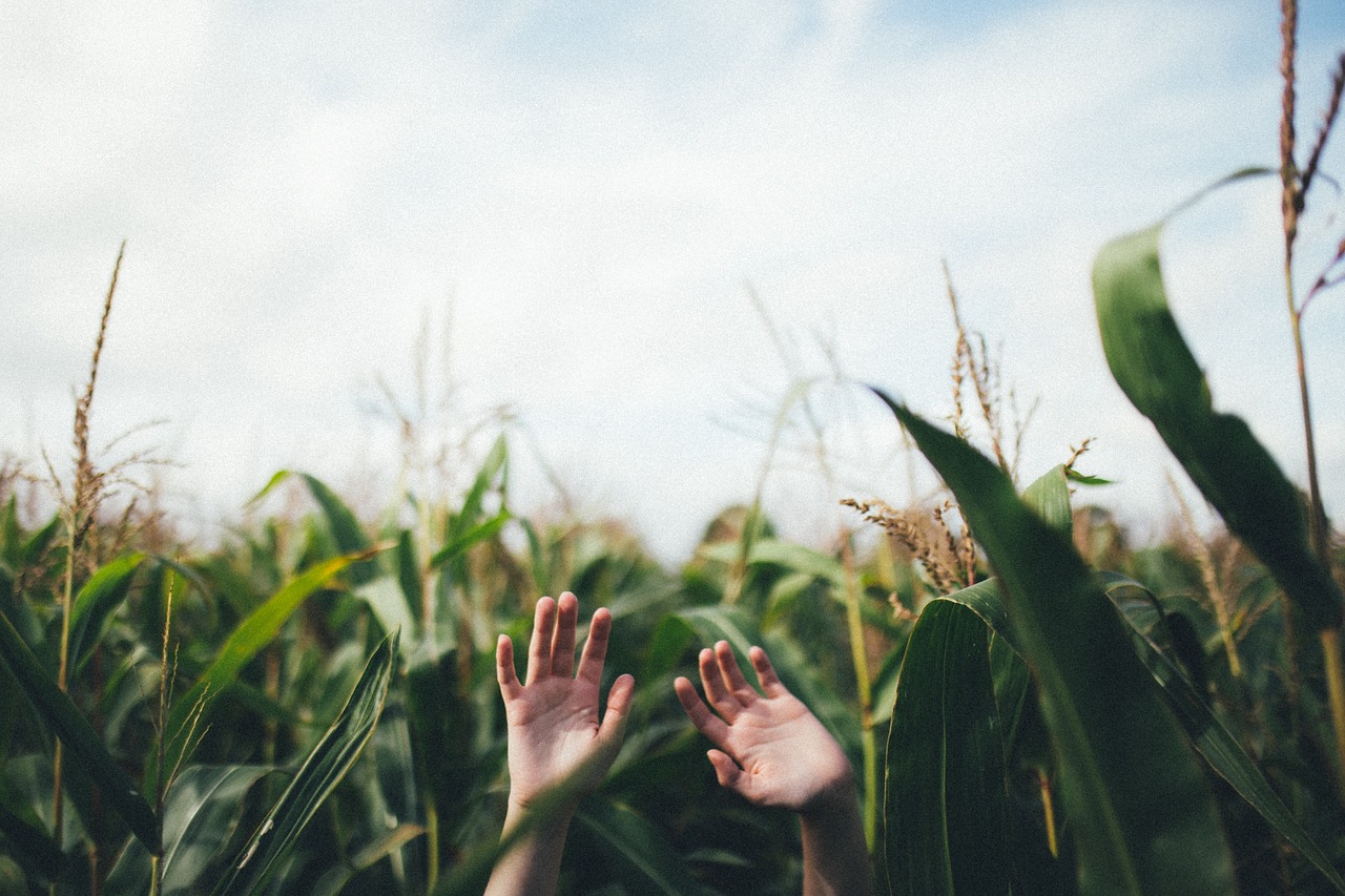 hand palm corn free photo