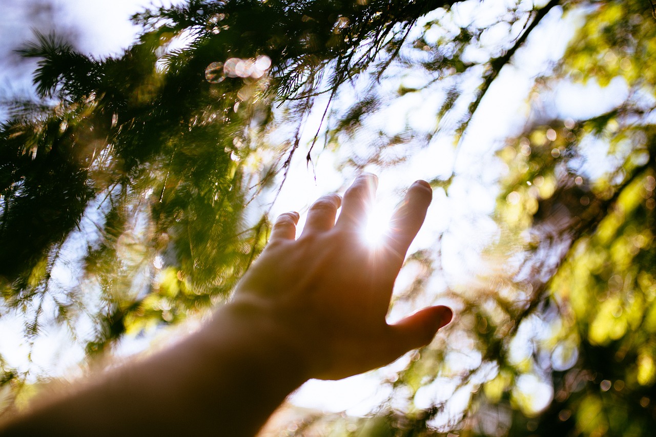 hand tree leaves free photo