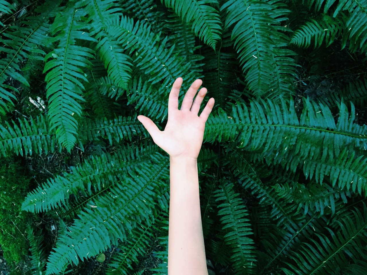 hand green trees free photo