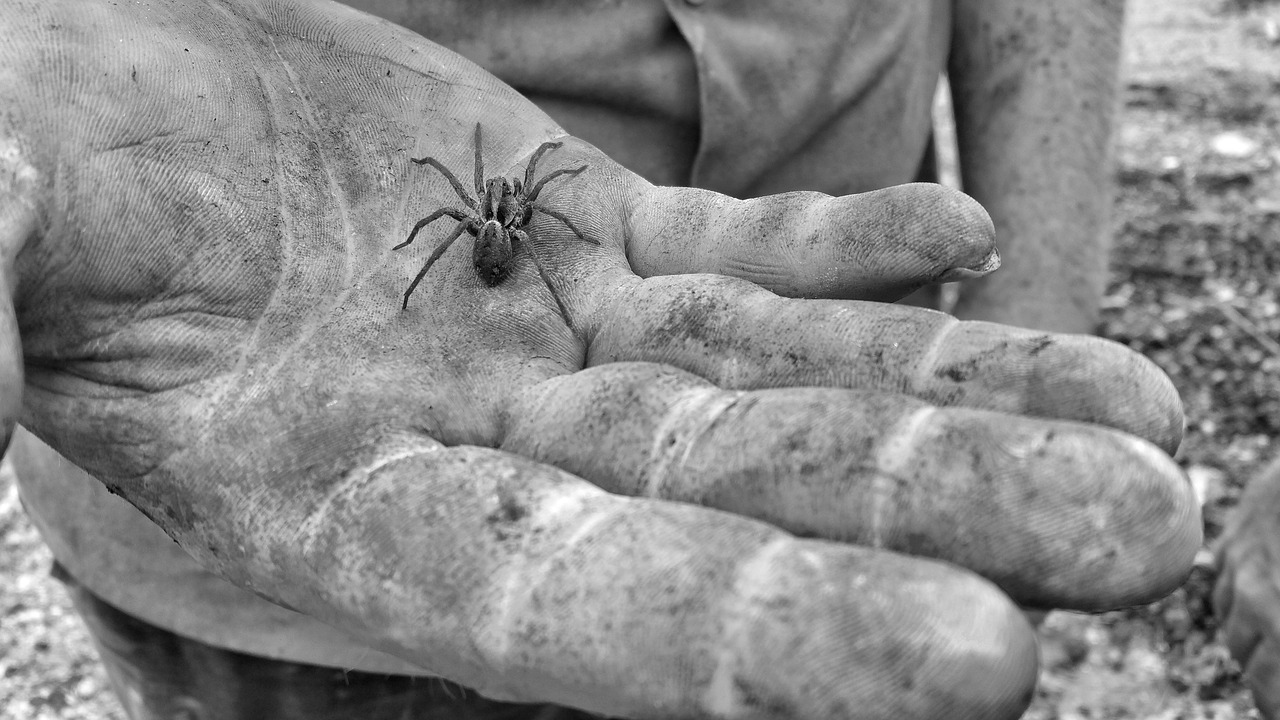 hand spider black and white free photo
