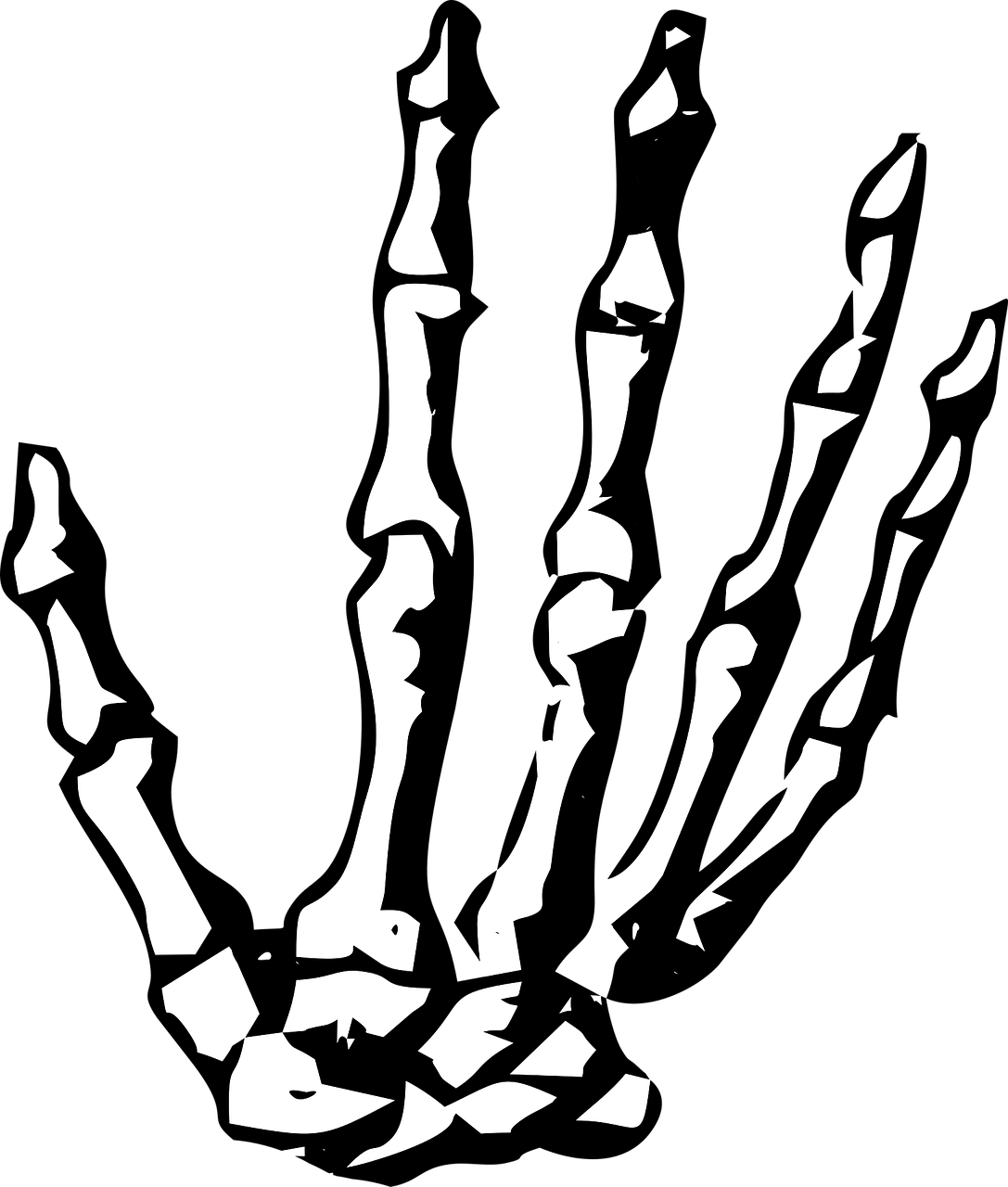 hand skeleton skeleton hand free photo