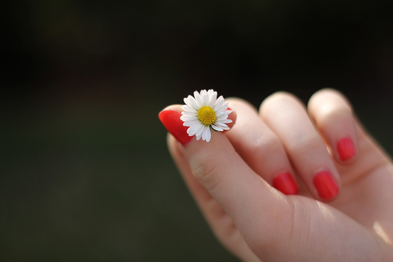hand daisy flower free photo