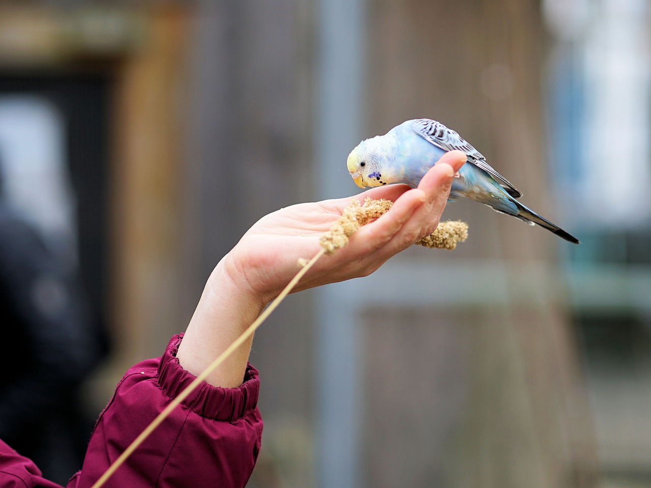 hand budgie feeding free photo