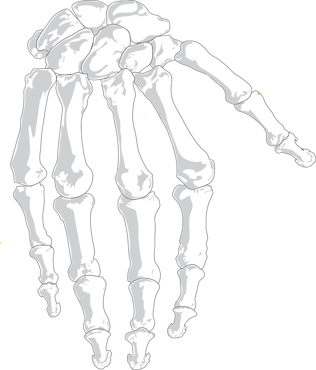 hand human bones free photo