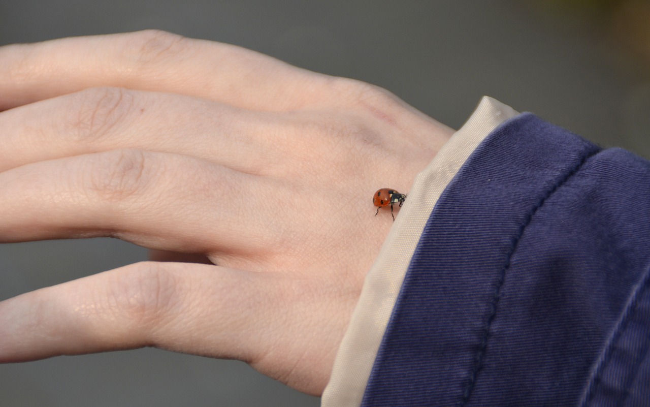 hand ladybug nature free photo