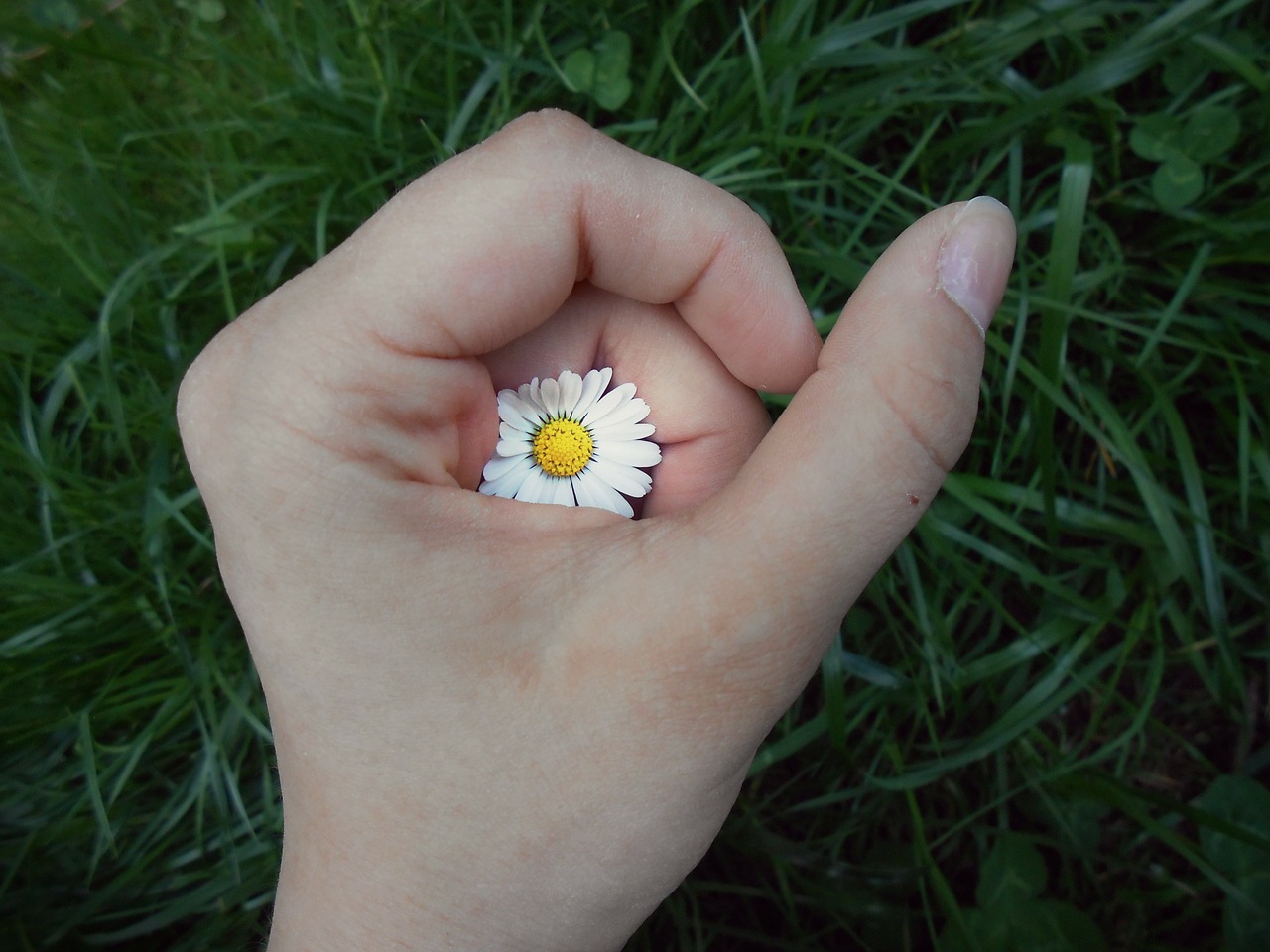 hand flower daisy free photo