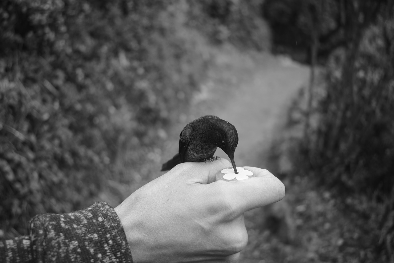 hand  hummingbird  hands free photo