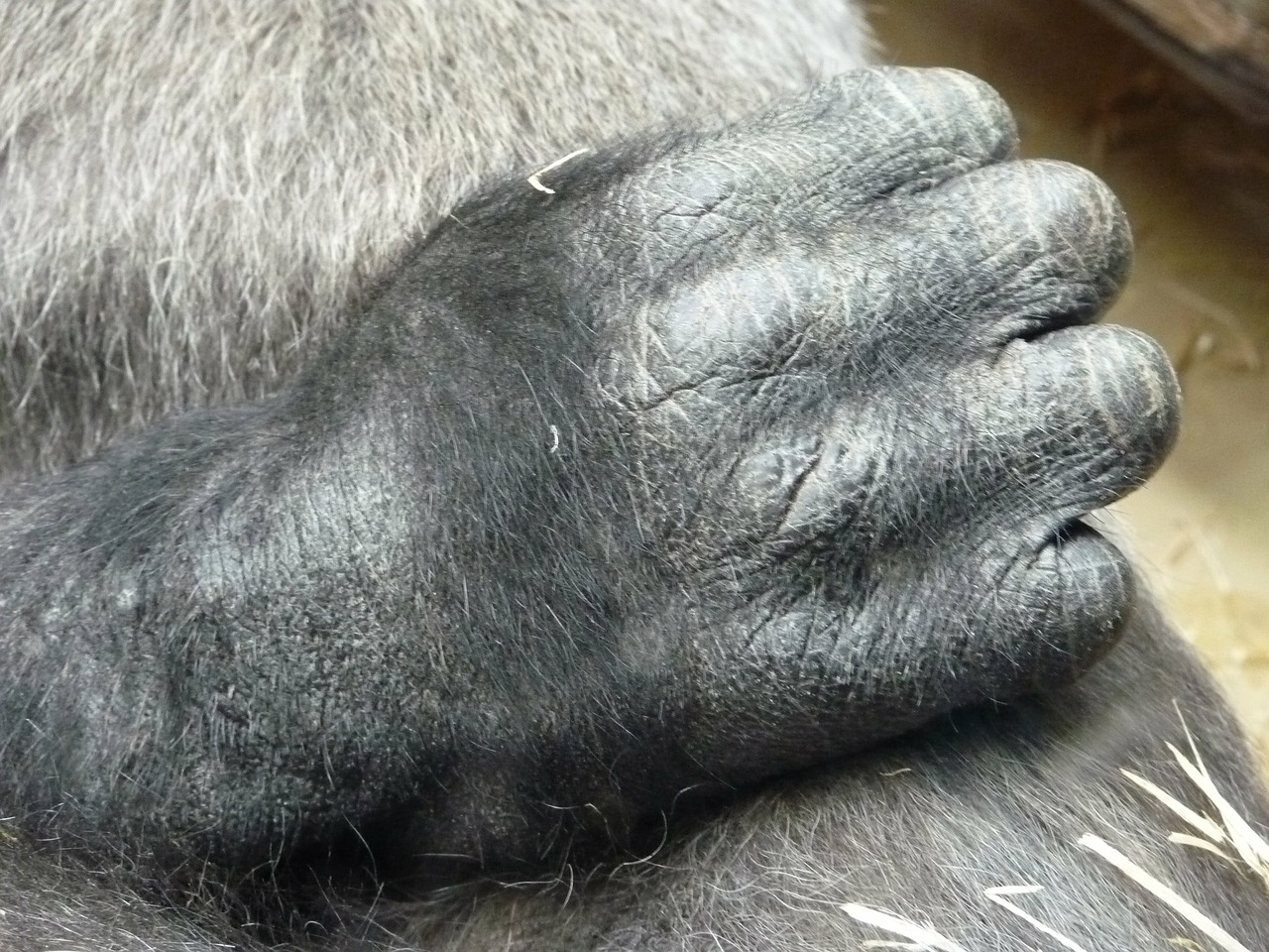 hand gorilla monkey free photo