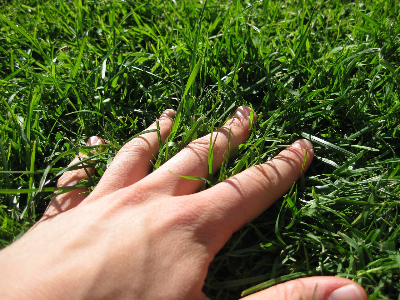 hand grass finger free photo