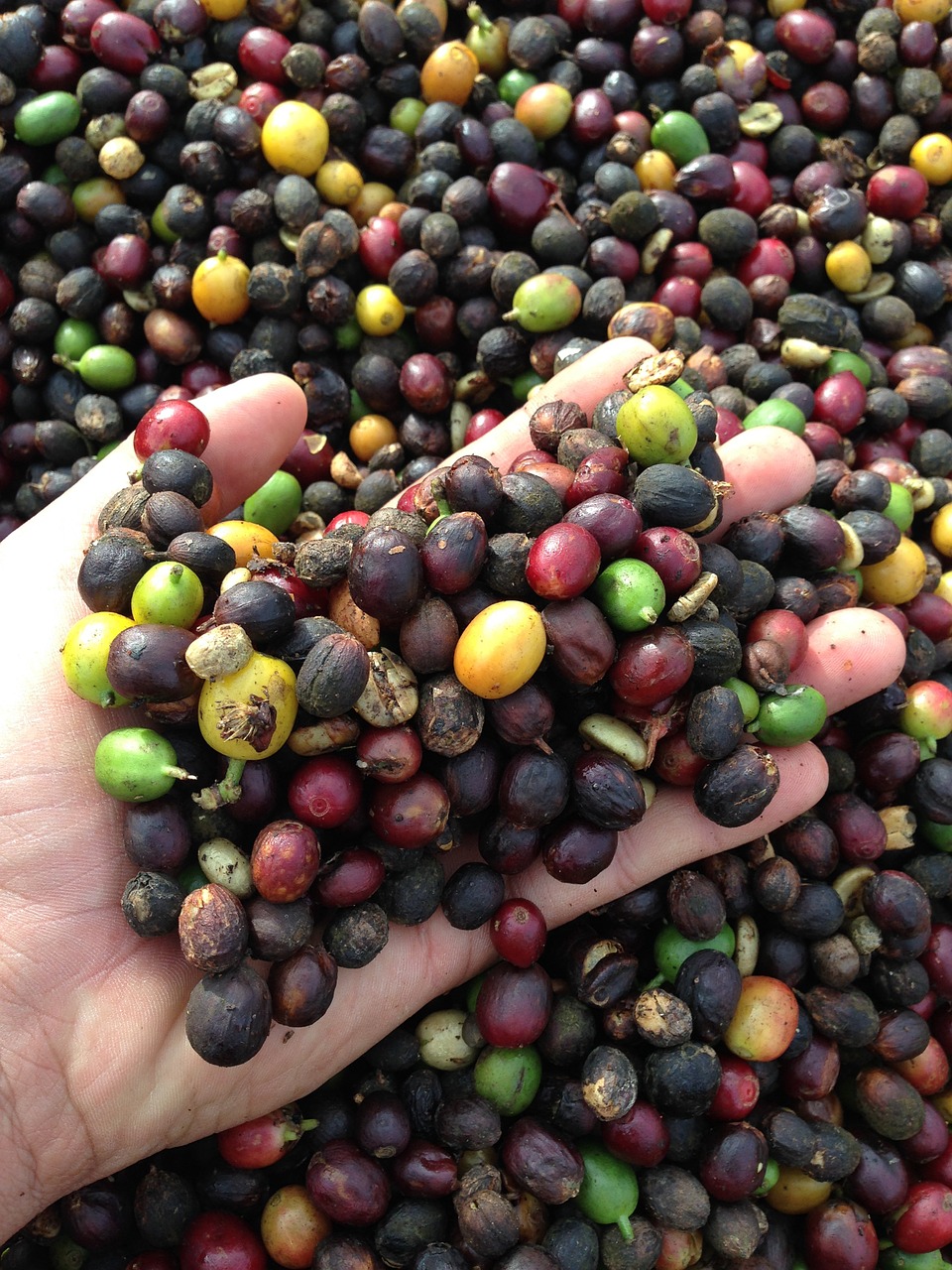 hand coffee harvest free photo