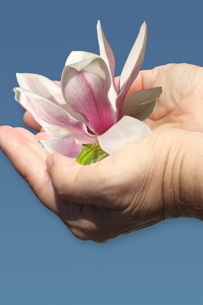 hand magnolia give free photo