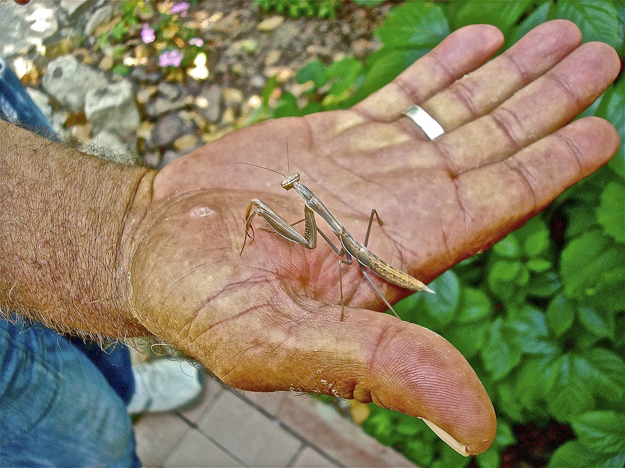 hand mantis insect free photo