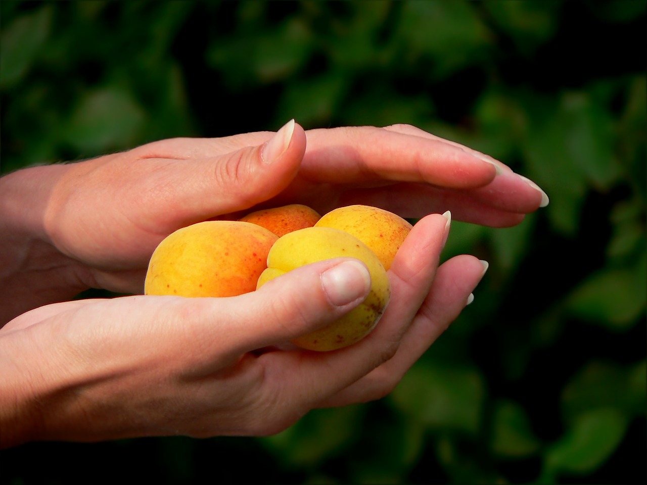 hand fruit peaches free photo