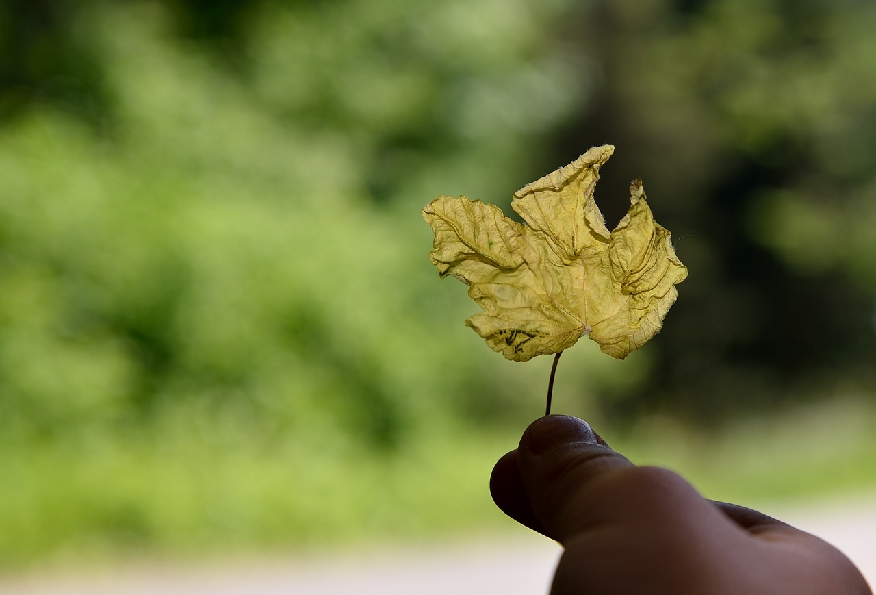 hand leaf keep free photo