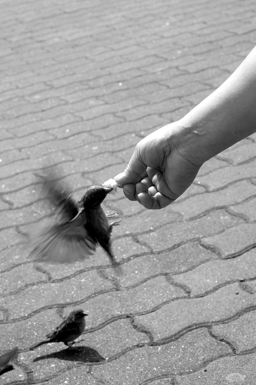 hand sparrow wings free photo