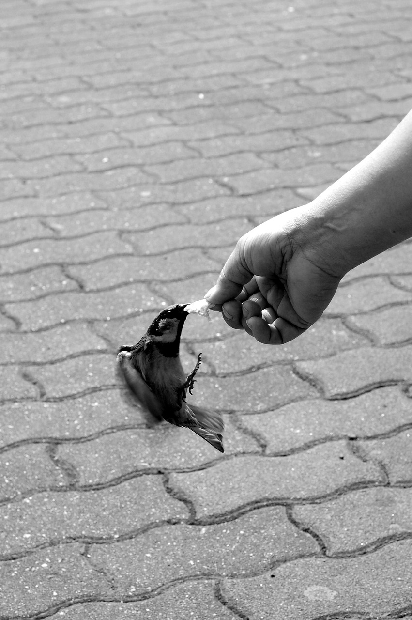 hand sparrow movement free photo