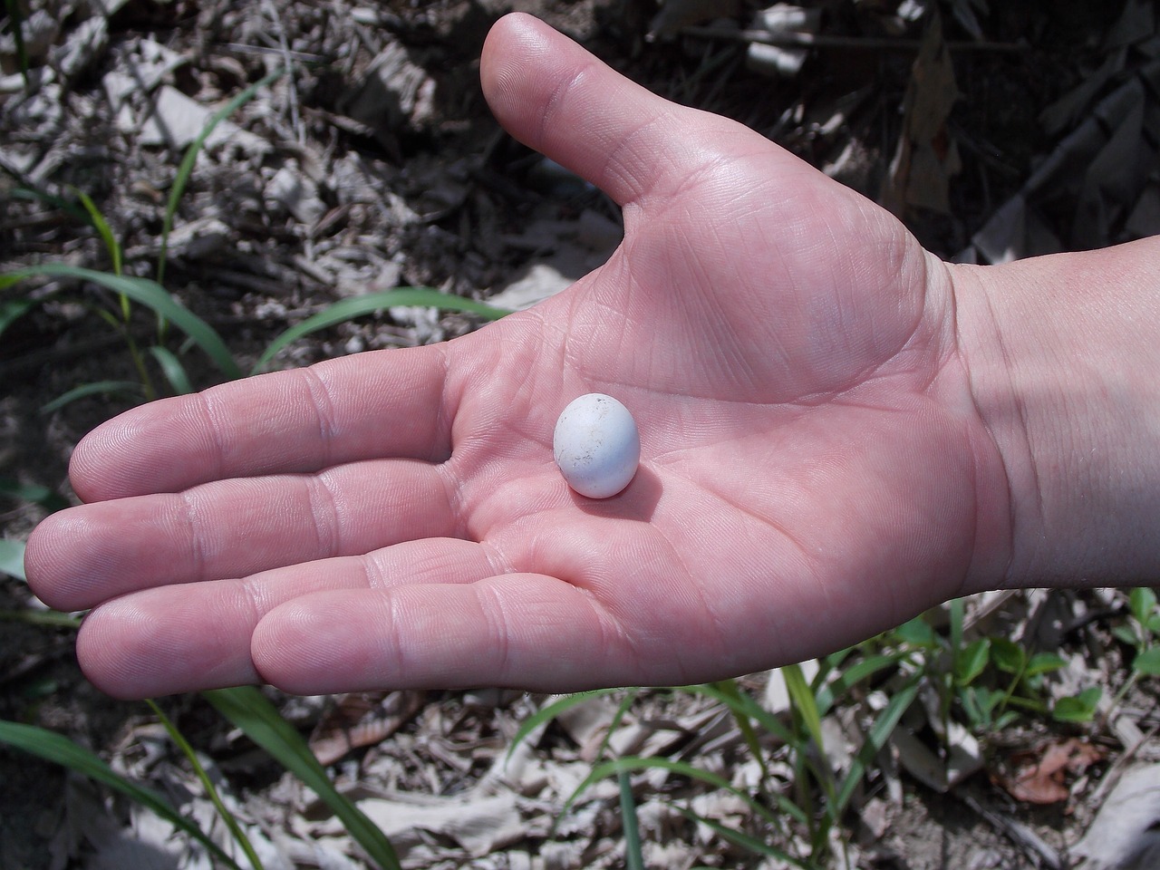 hand egg bird free photo