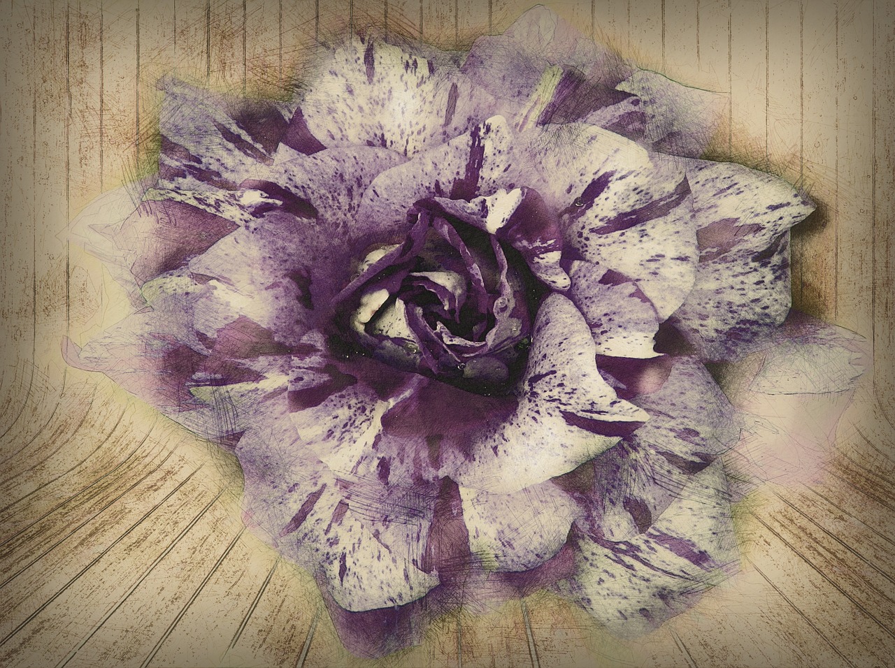 hand drawn purple rose free photo