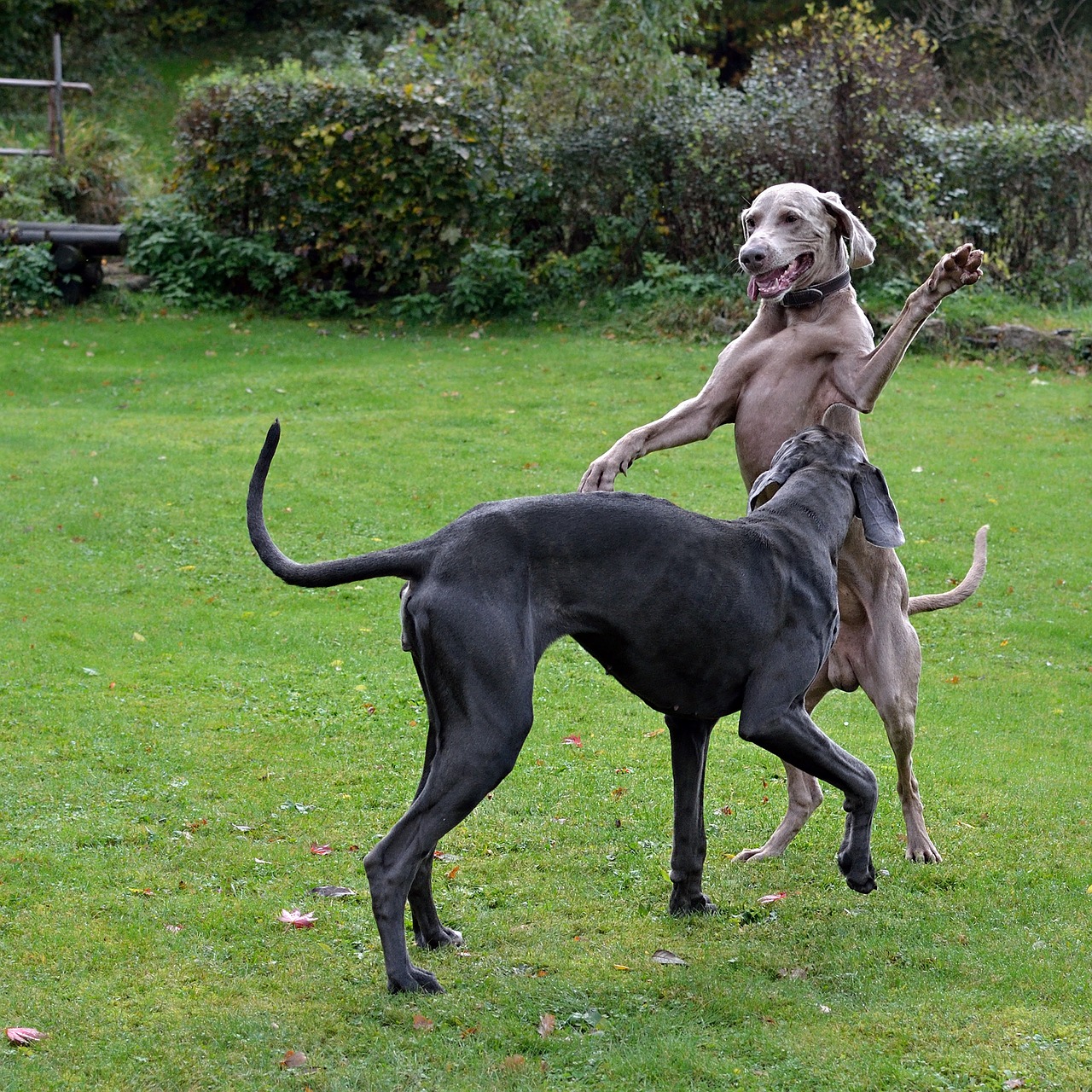 hande hoch weimaraner great dane free photo