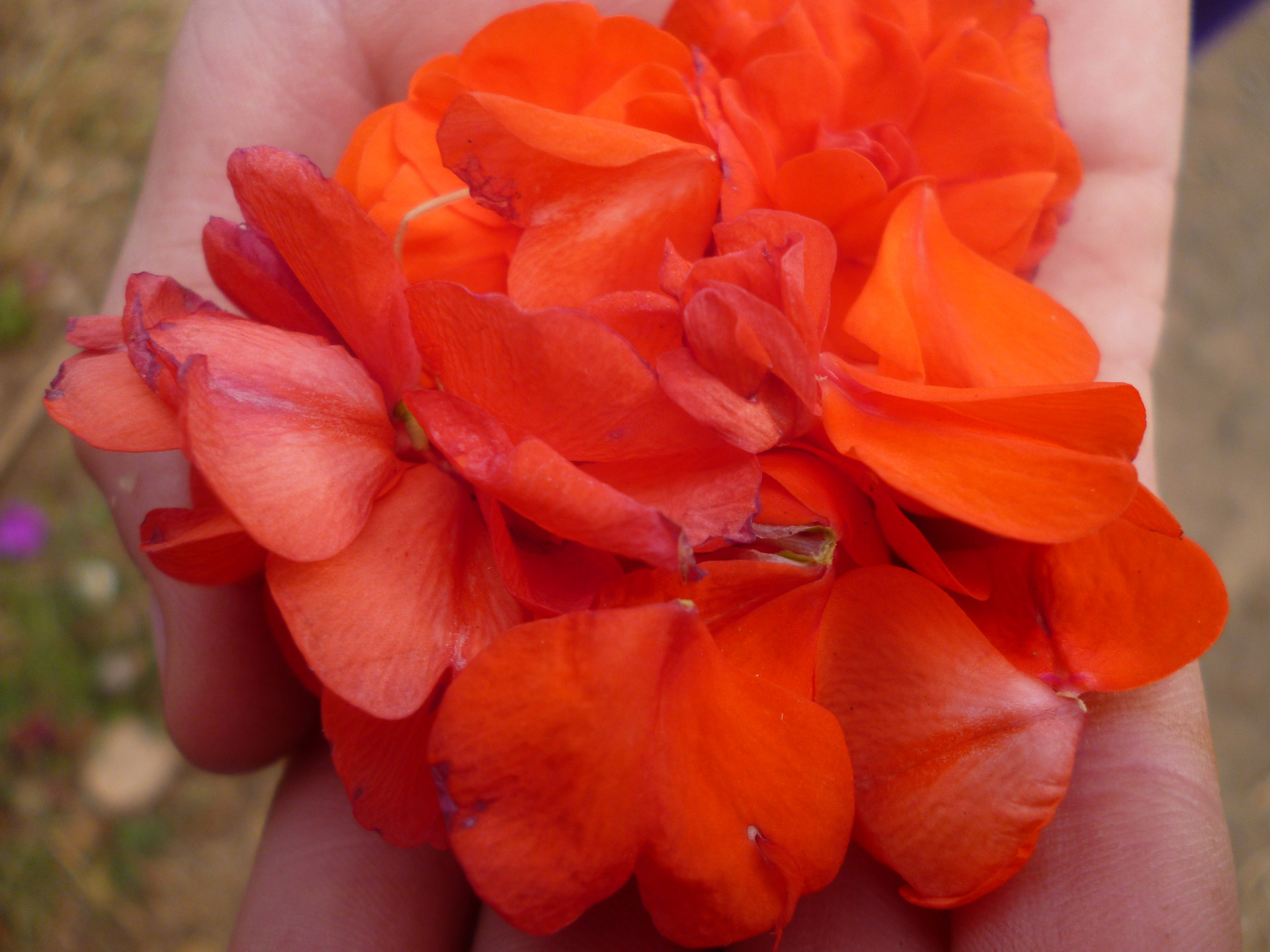 petals flowers hands free photo