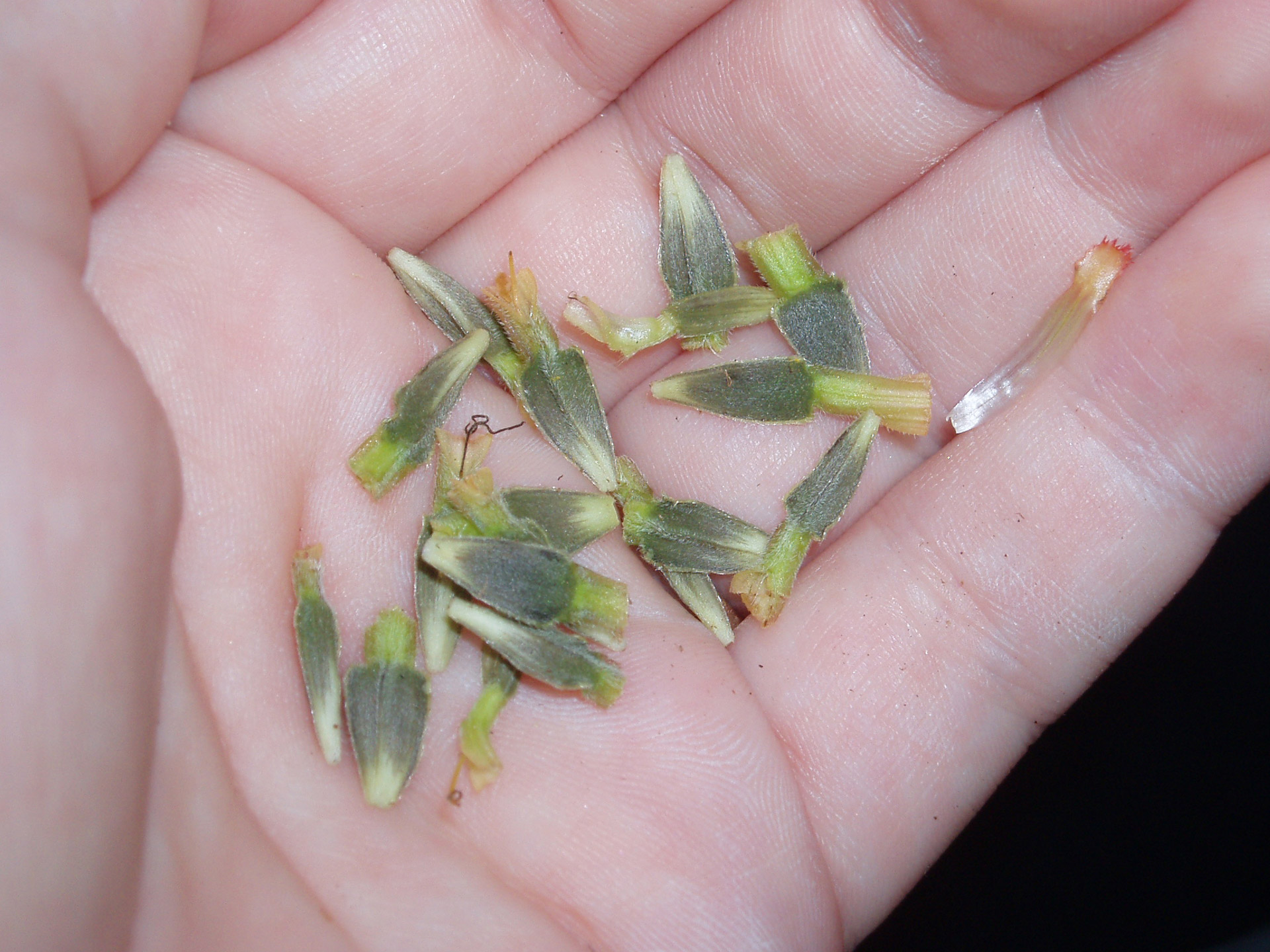 hand handful seeds free photo