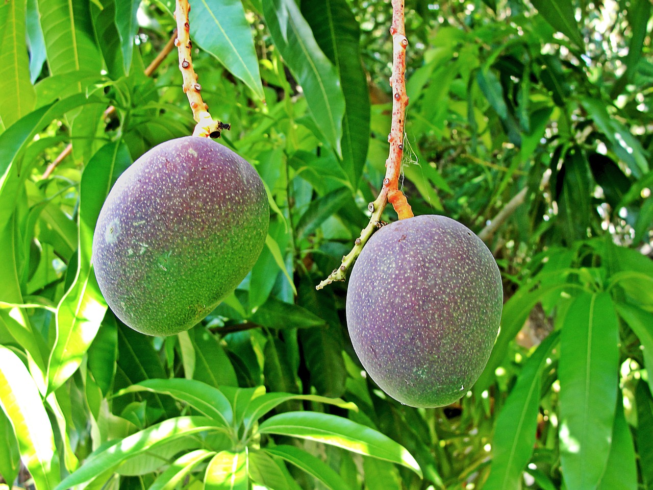 handles tropical fruit green free photo