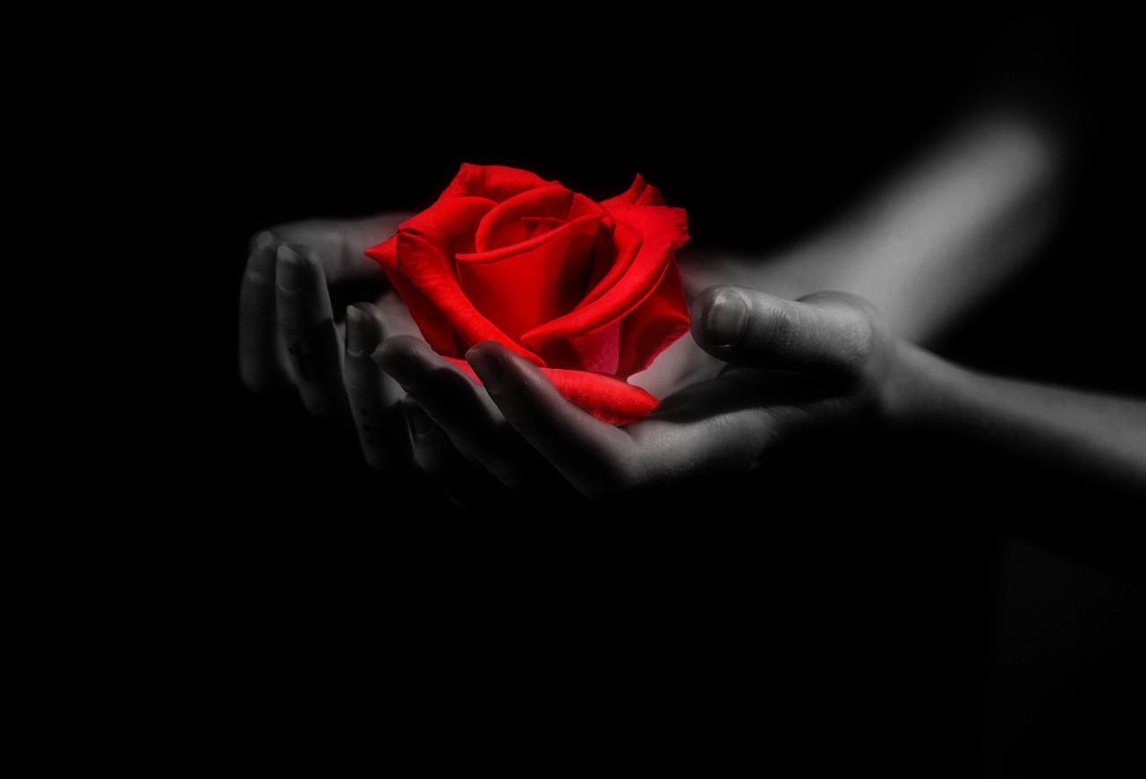 hands rose love free photo