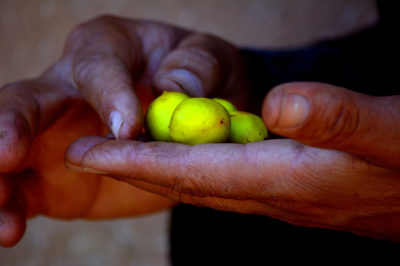 hands agriculture argan free photo