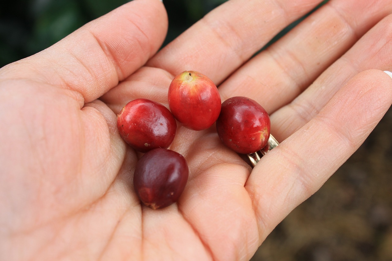 hands coffee grain free photo