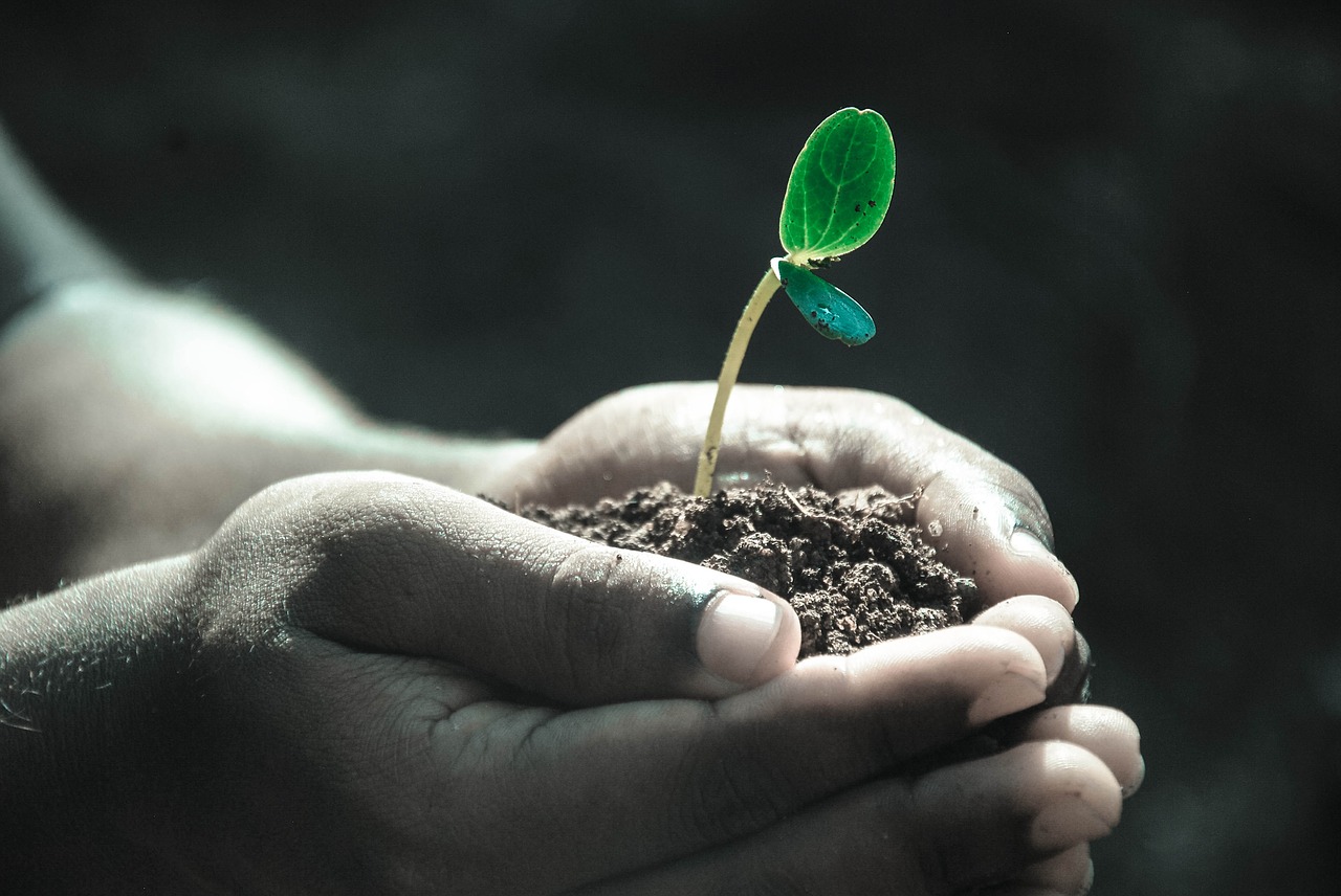 hands macro plant free photo