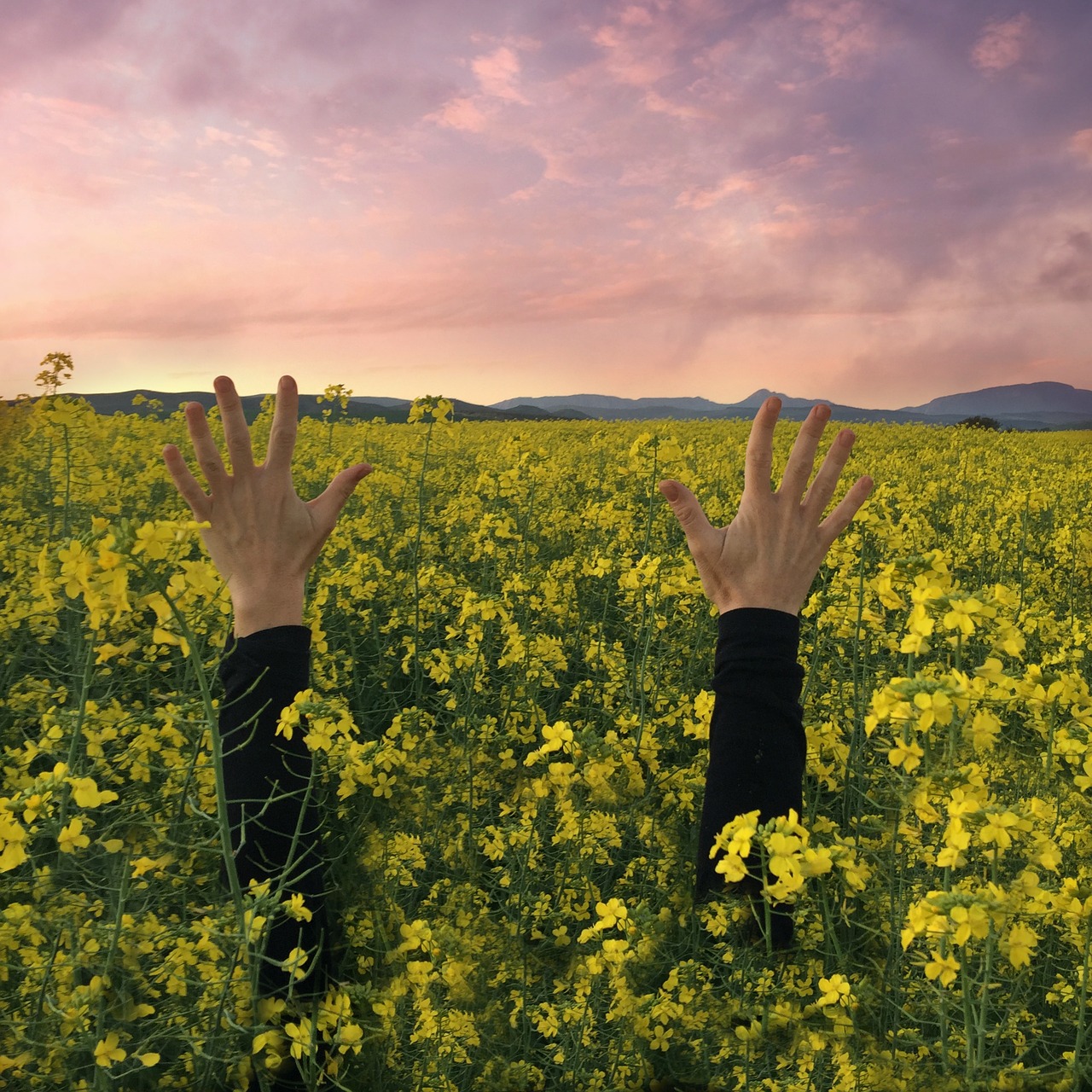 hands sunset flowers free photo