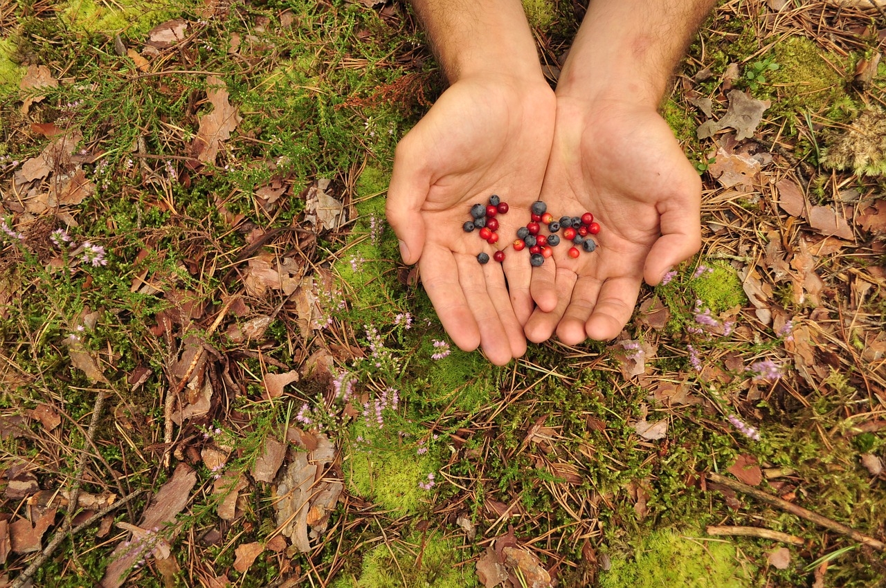 hands nature berry free photo