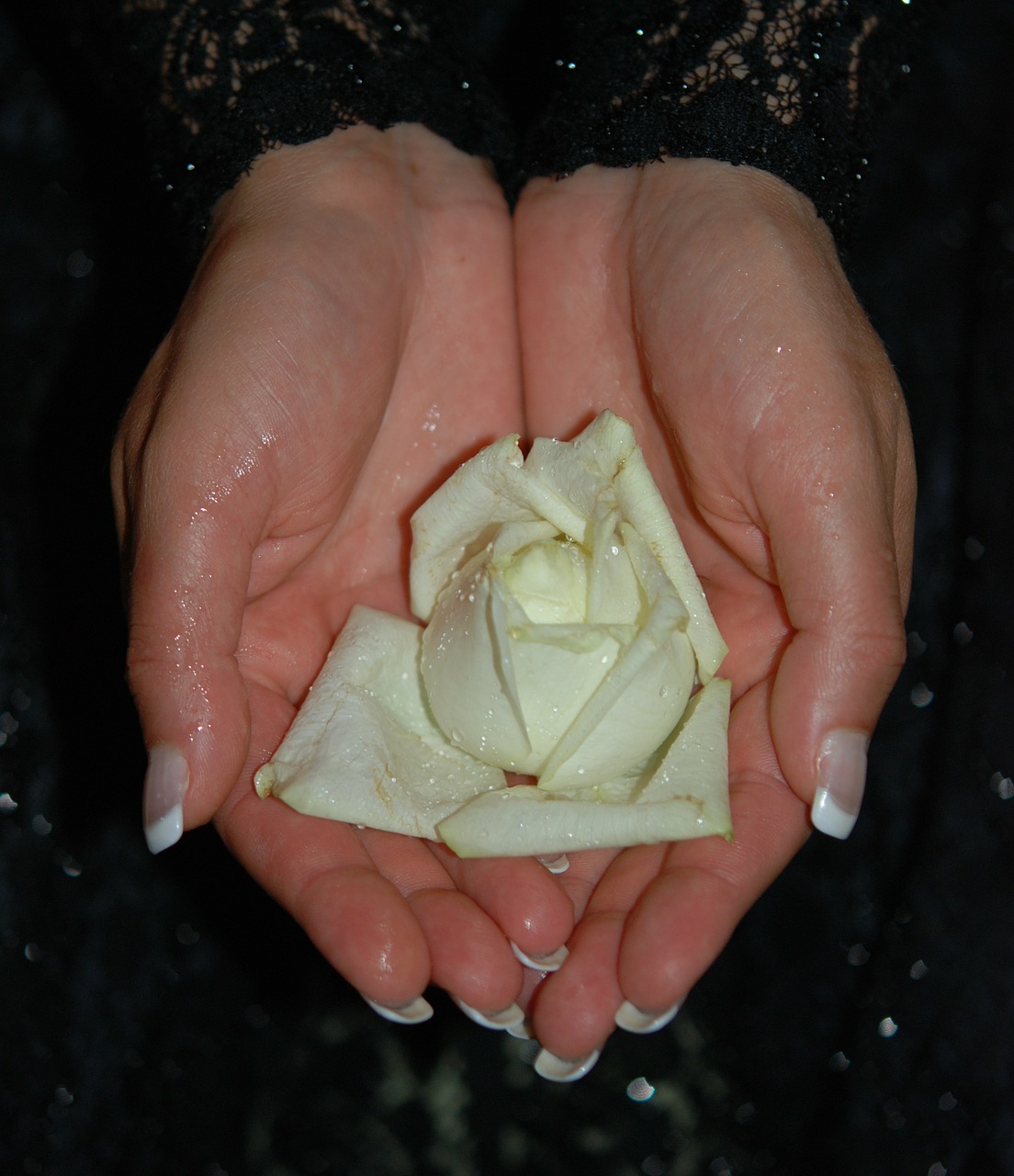 hands roses hand free photo
