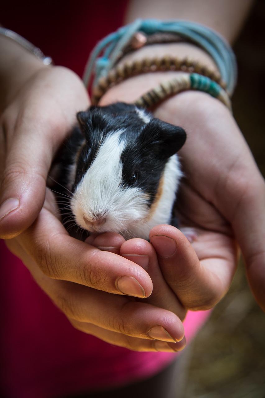 hands guinea pig pet free photo