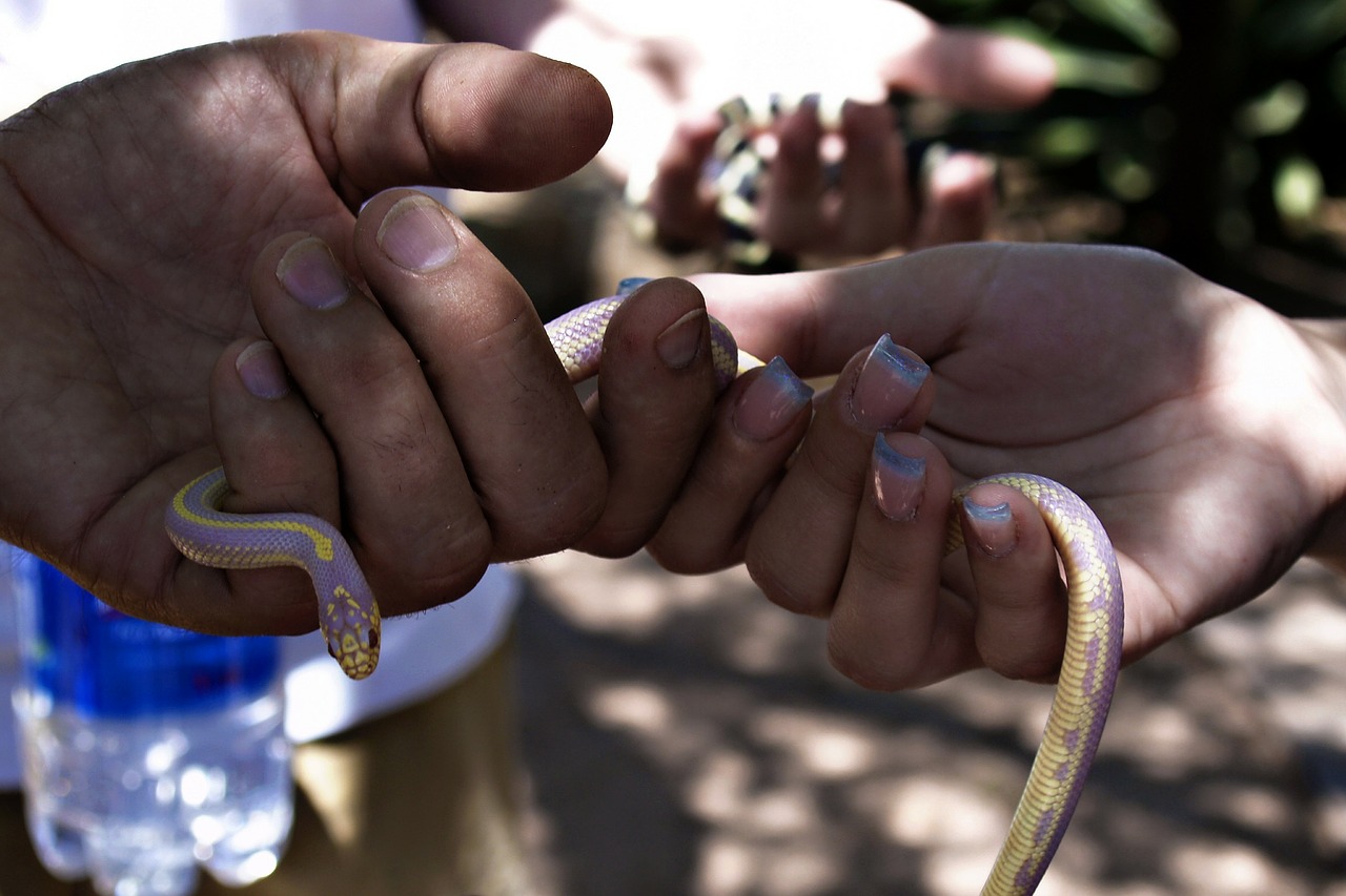 hands snake nature free photo