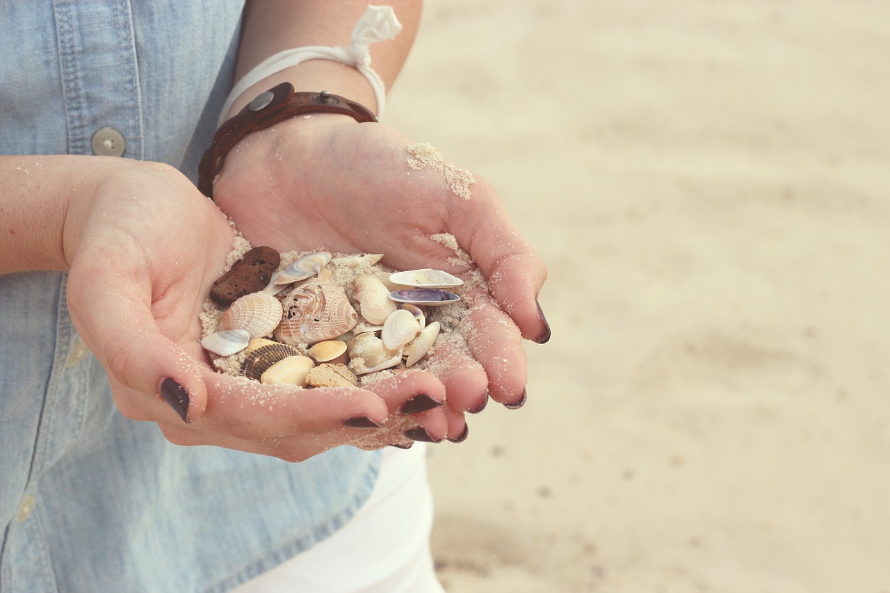 hands seashells beach free photo