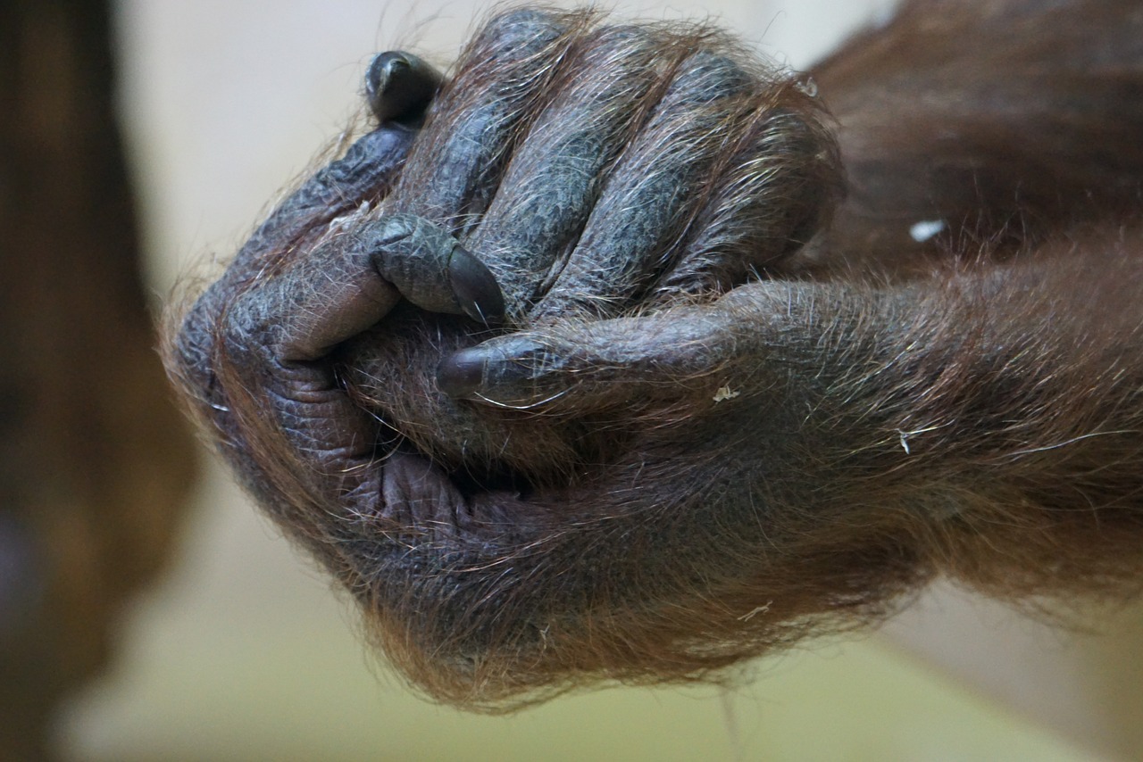 hands gorilla close free photo
