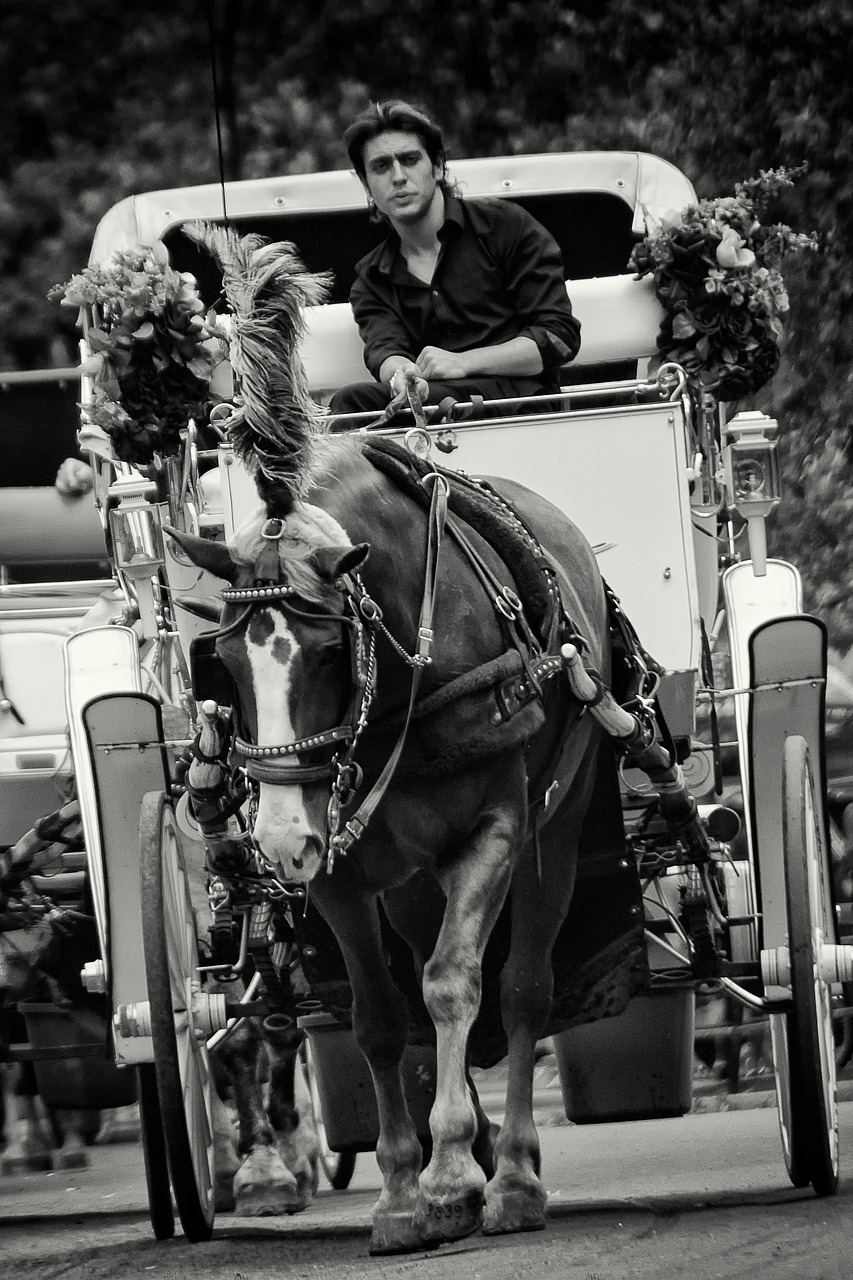 handsome central park new york free photo