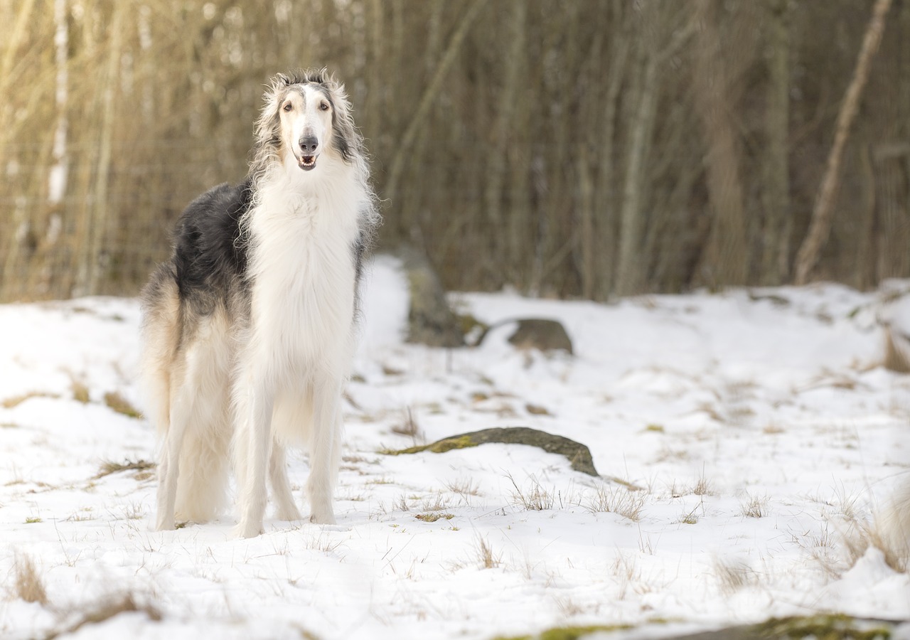 handsome  greyhound  borzoi free photo