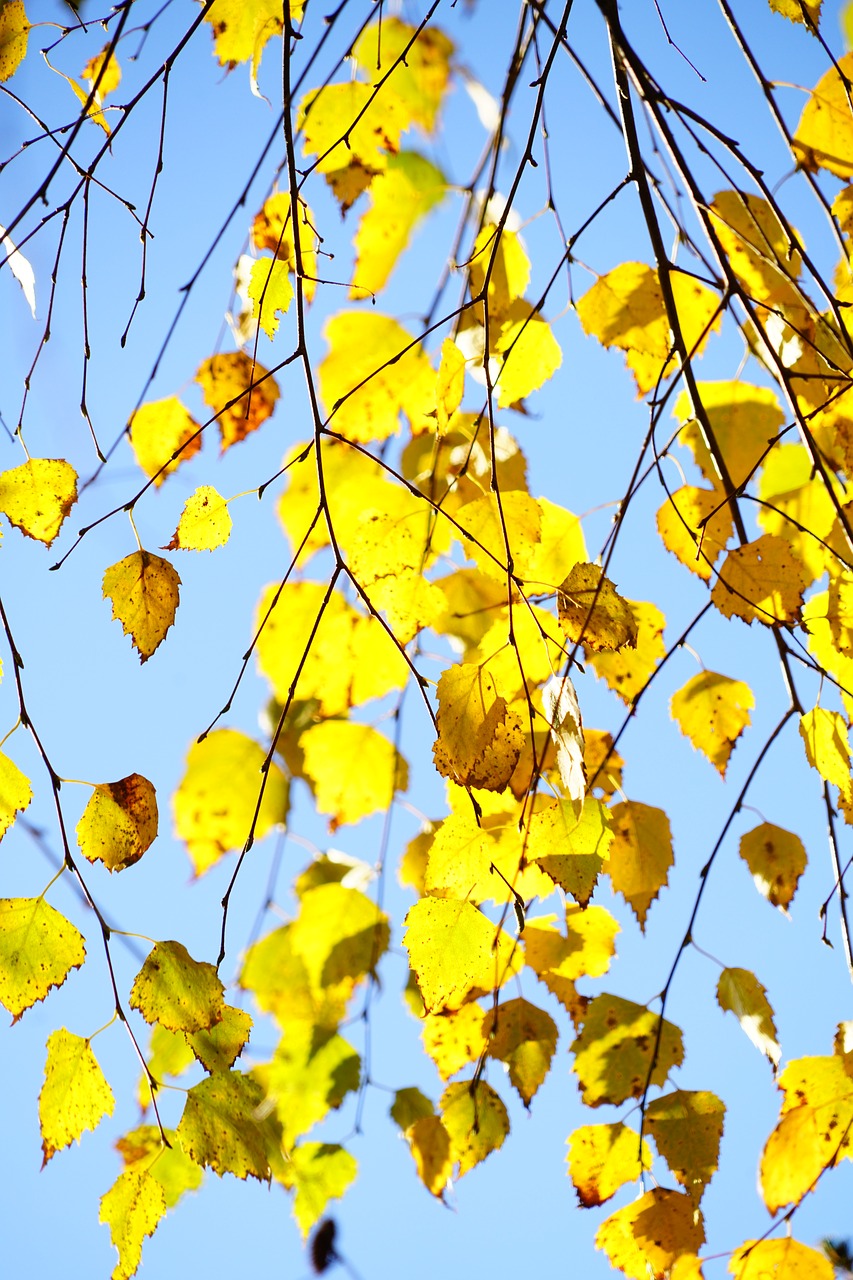 hang-birch birch autumn free photo