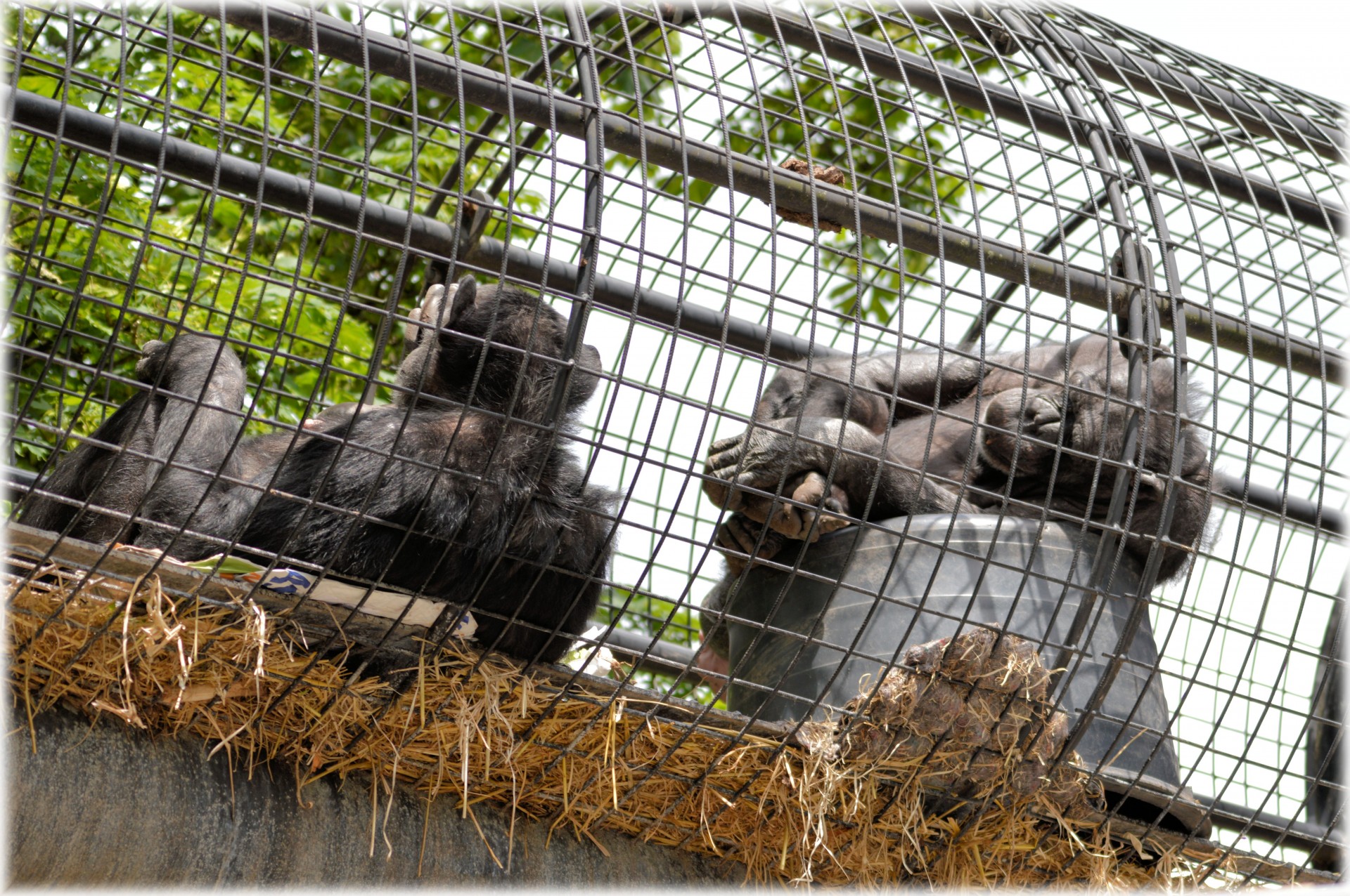 monkey business zoo series free photo