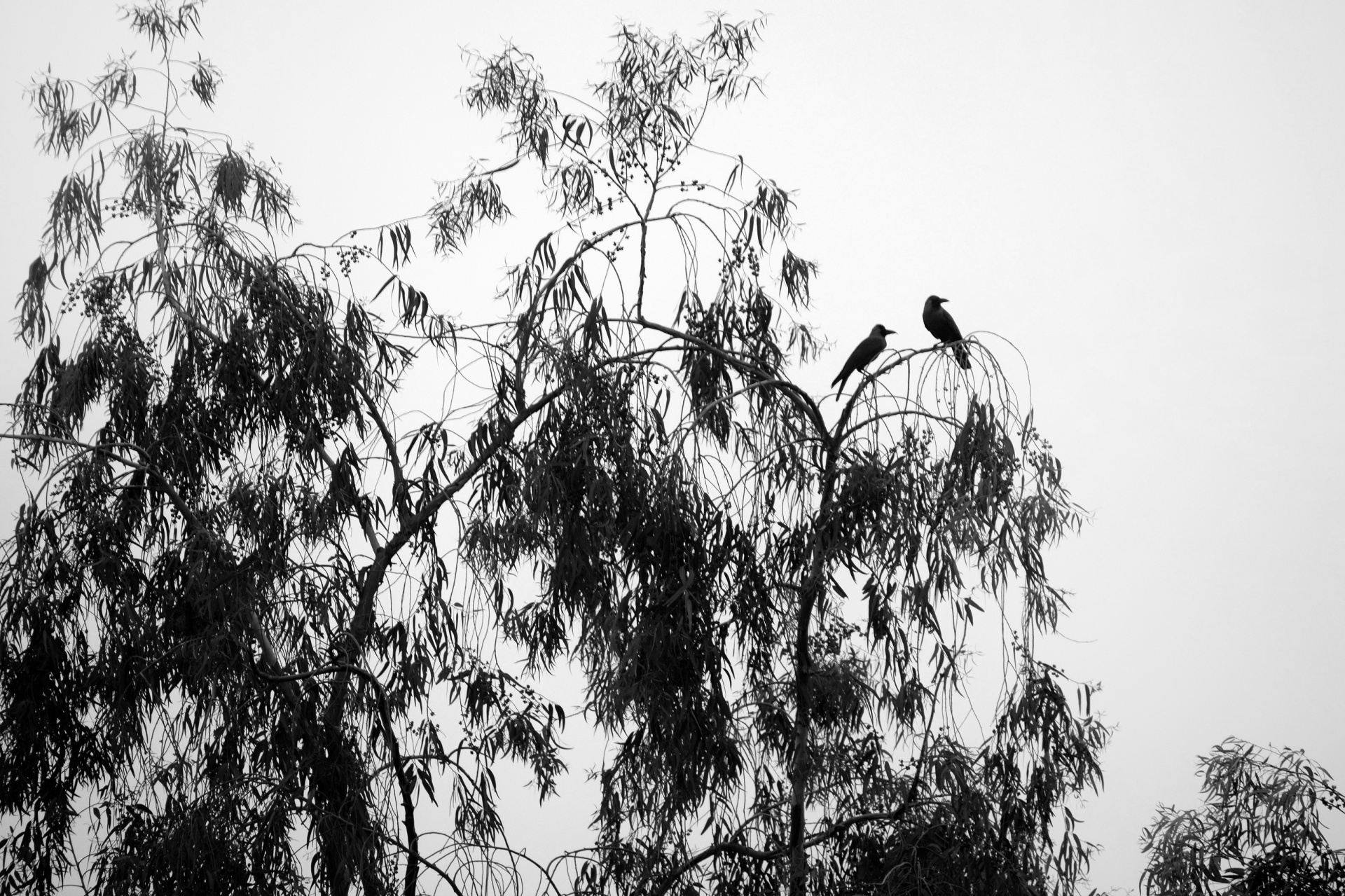 crows tree silhouette free photo