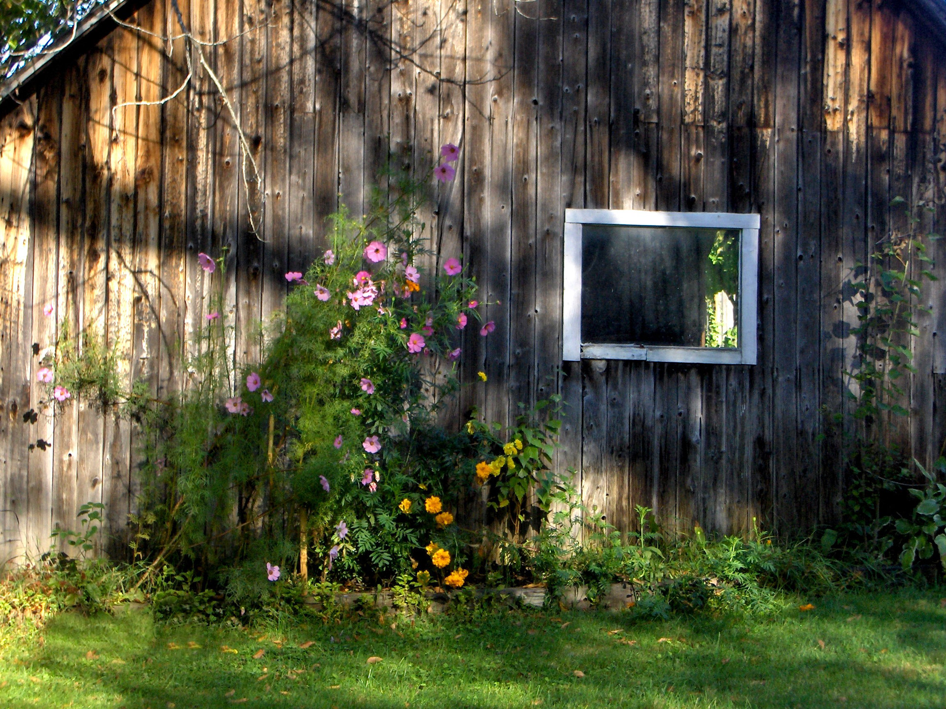 rustic barn countryside flowers free photo