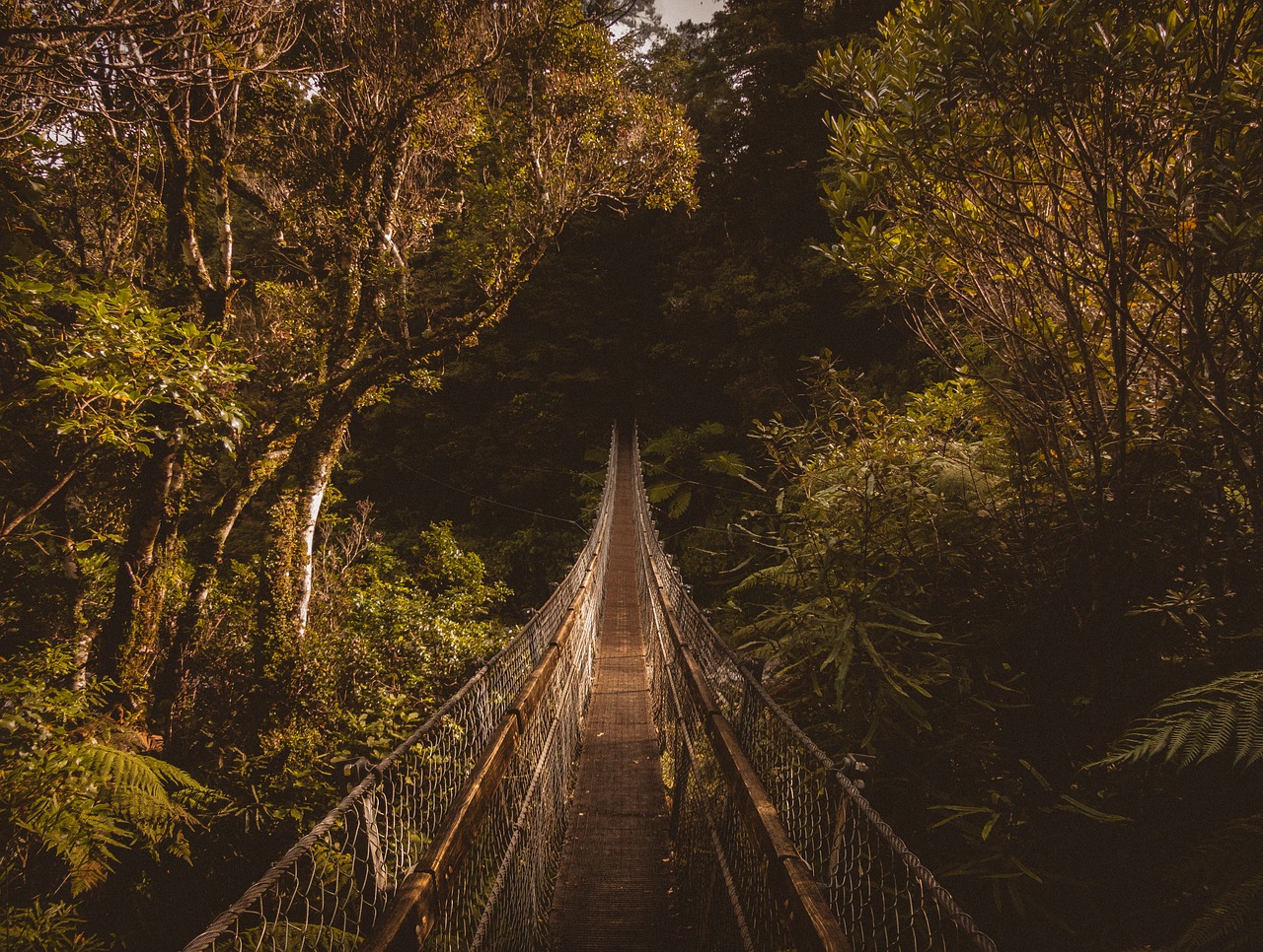 hanging bridge outdoor free photo