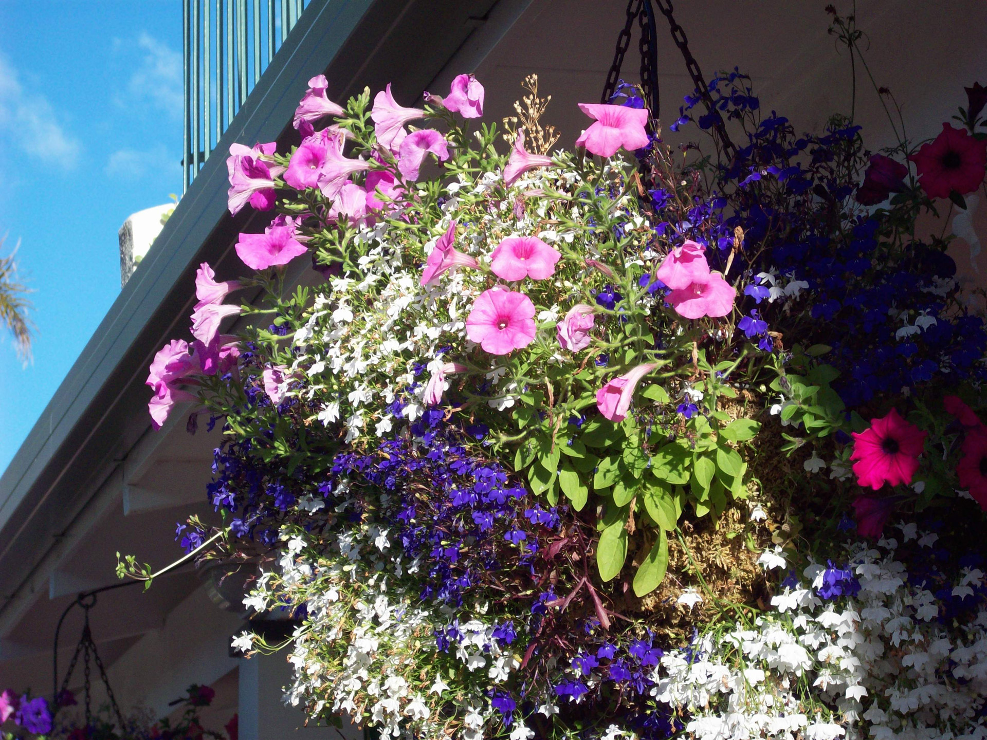 hanging basket flowers flowers pot free photo