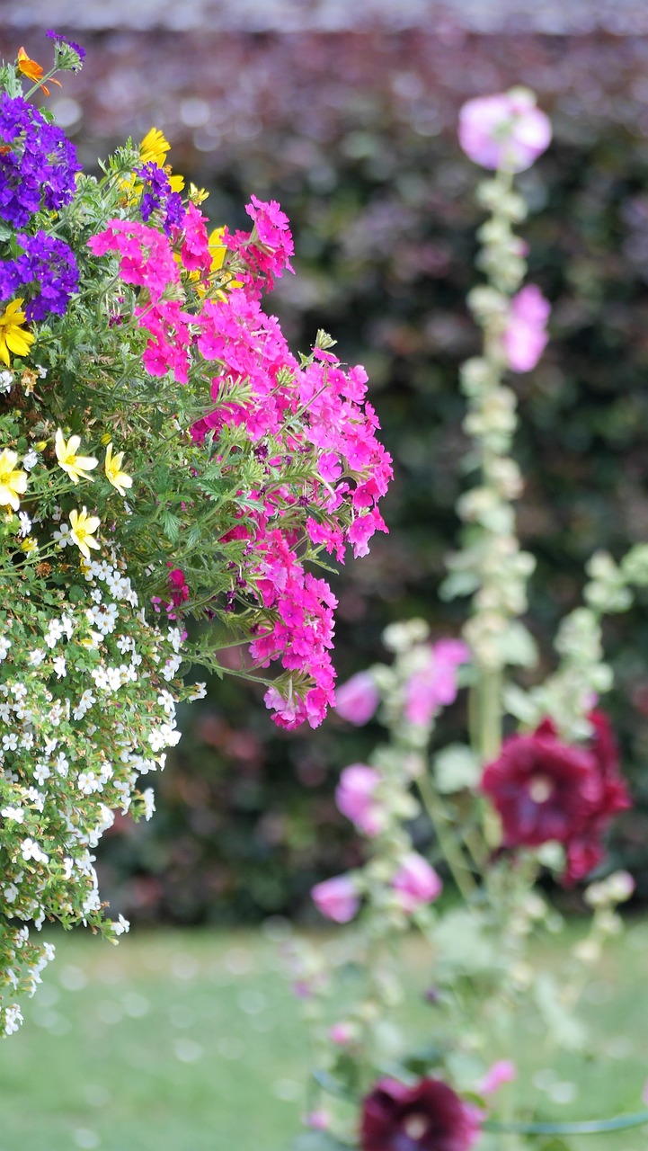 hanging basket  garden  nature free photo